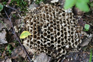 Osa mehiläiskennoa metsäpolulla