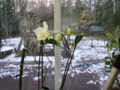 Itse kasvanut orkidea