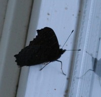 Perhosen paikka sisällä ikkunassa